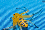 Platythomisus octomaculatus