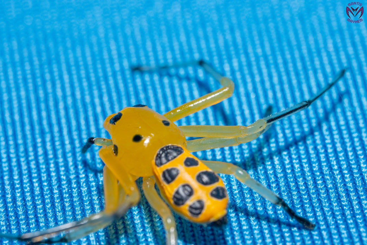 Platythomisus octomaculatus