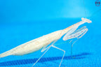 Sinomantis denticulata - Glass mantis