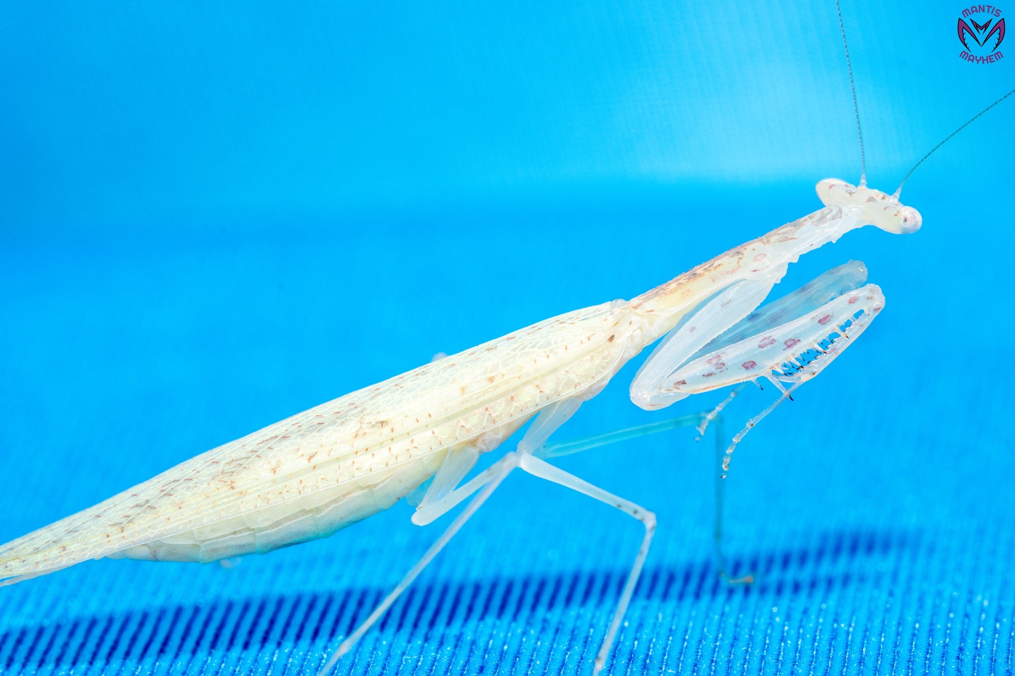 Sinomantis denticulata - Glass mantis
