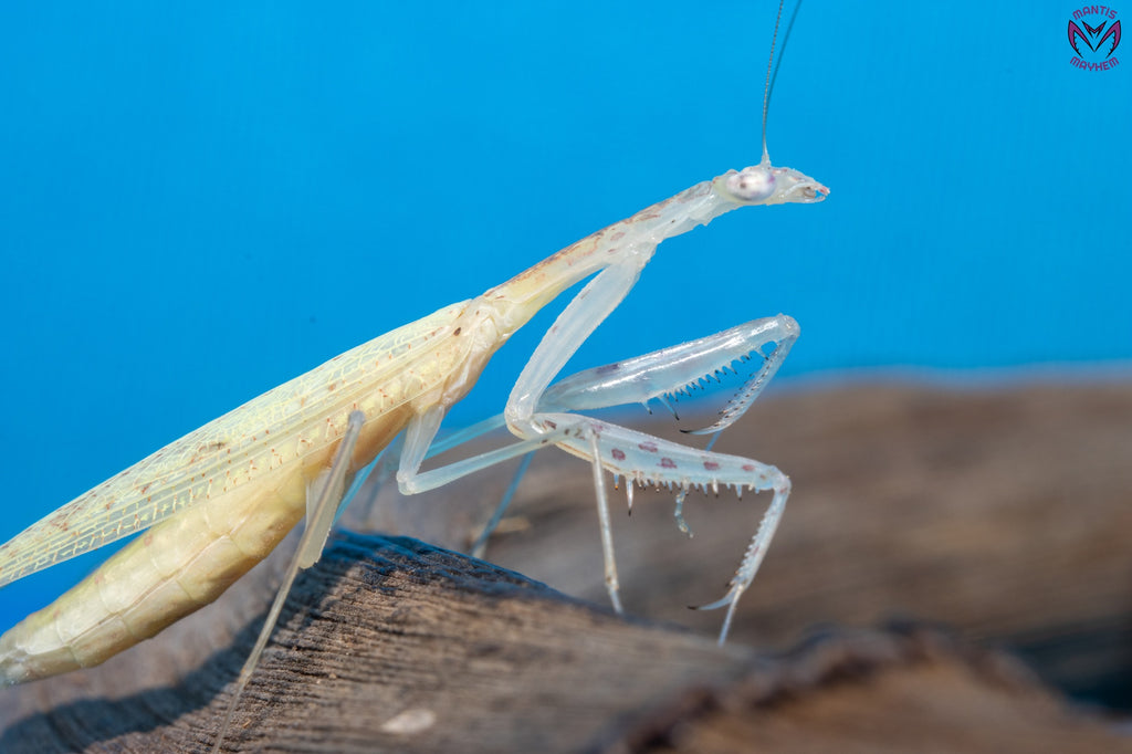Sinomantis denticulata - Glass mantis