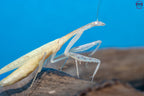 Sinomantis denticulata - Glass mantis