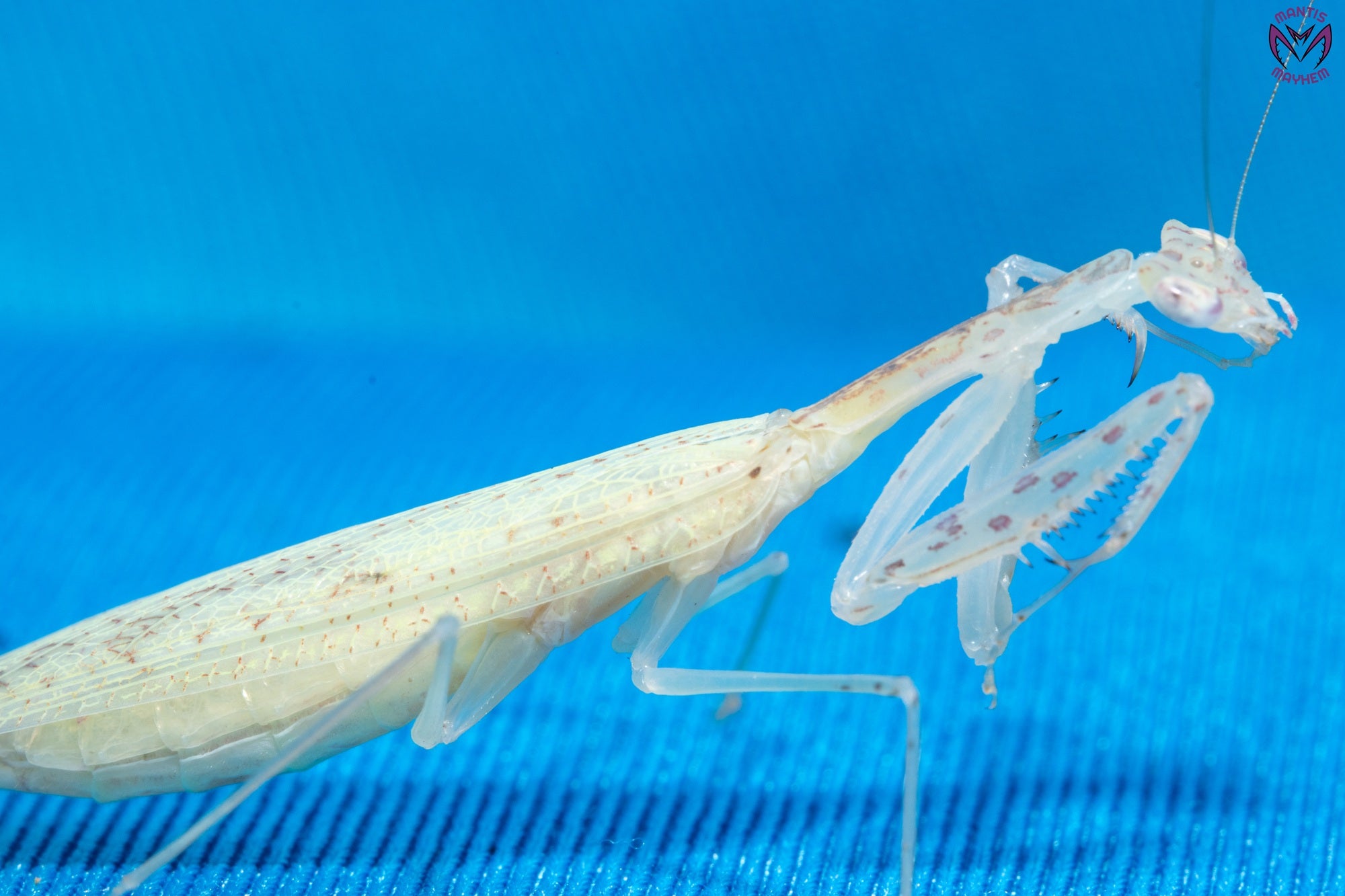 Sinomantis denticulata - Glass mantis