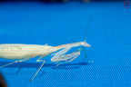Sinomantis denticulata - Glass mantis