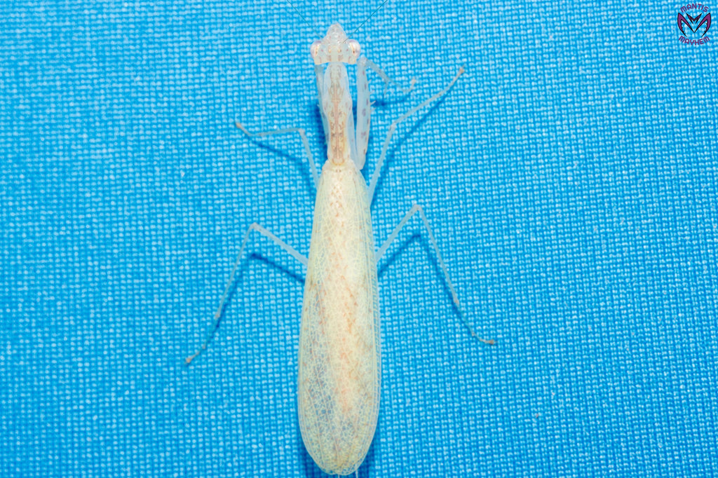 Sinomantis denticulata - Glass mantis