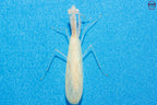 Sinomantis denticulata - Glass mantis