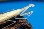 Sinomantis denticulata - Glass mantis