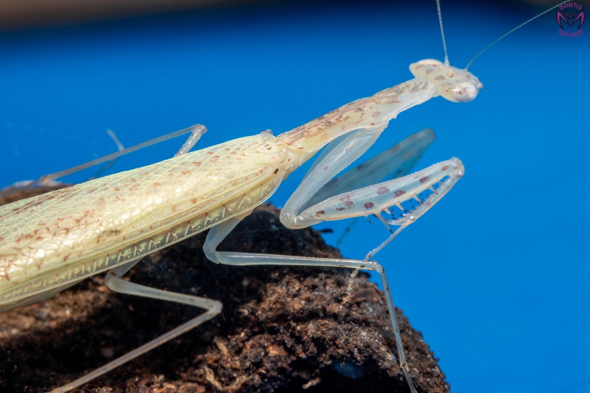 Sinomantis denticulata - Glass mantis