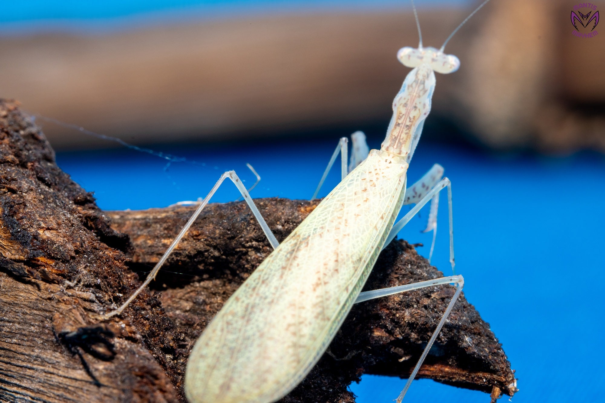 Sinomantis denticulata - Glass mantis