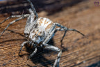 Oxyopes globifer - Mediterranean lynx spider