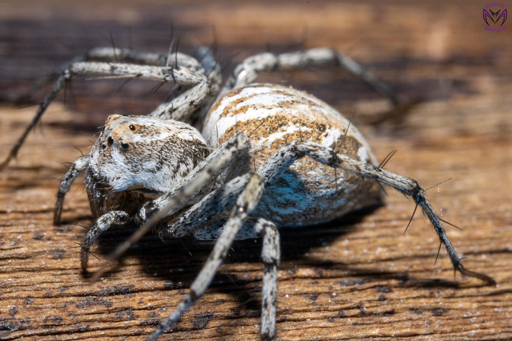 Oxyopes globifer - Mediterranean lynx spider