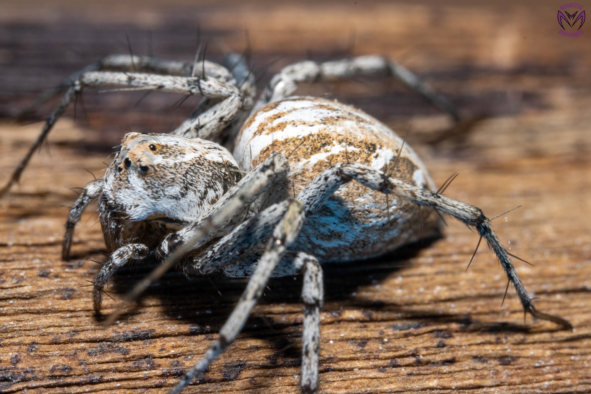 Oxyopes globifer - Mediterranean lynx spider