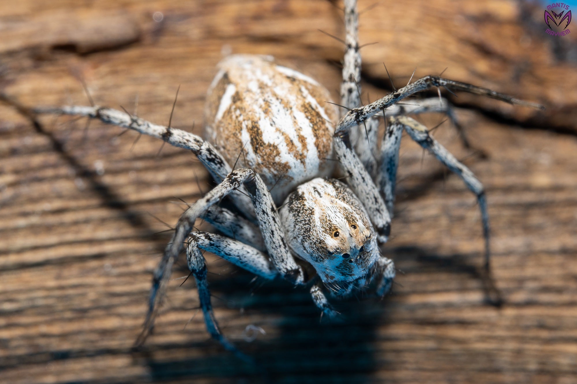 Oxyopes globifer - Mediterranean lynx spider