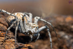 Oxyopes globifer - Mediterranean lynx spider