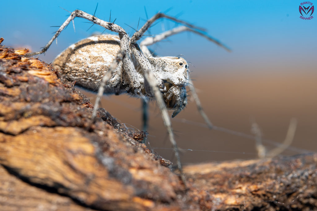 Oxyopes globifer - Mediterranean lynx spider