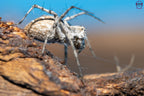 Oxyopes globifer - Mediterranean lynx spider