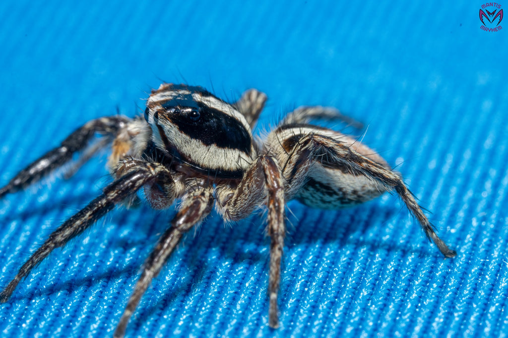 Plexippus paykulli - Pantropical jumping spider