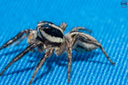 Plexippus paykulli - Pantropical jumping spider