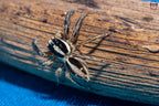 Plexippus paykulli - Pantropical jumping spider
