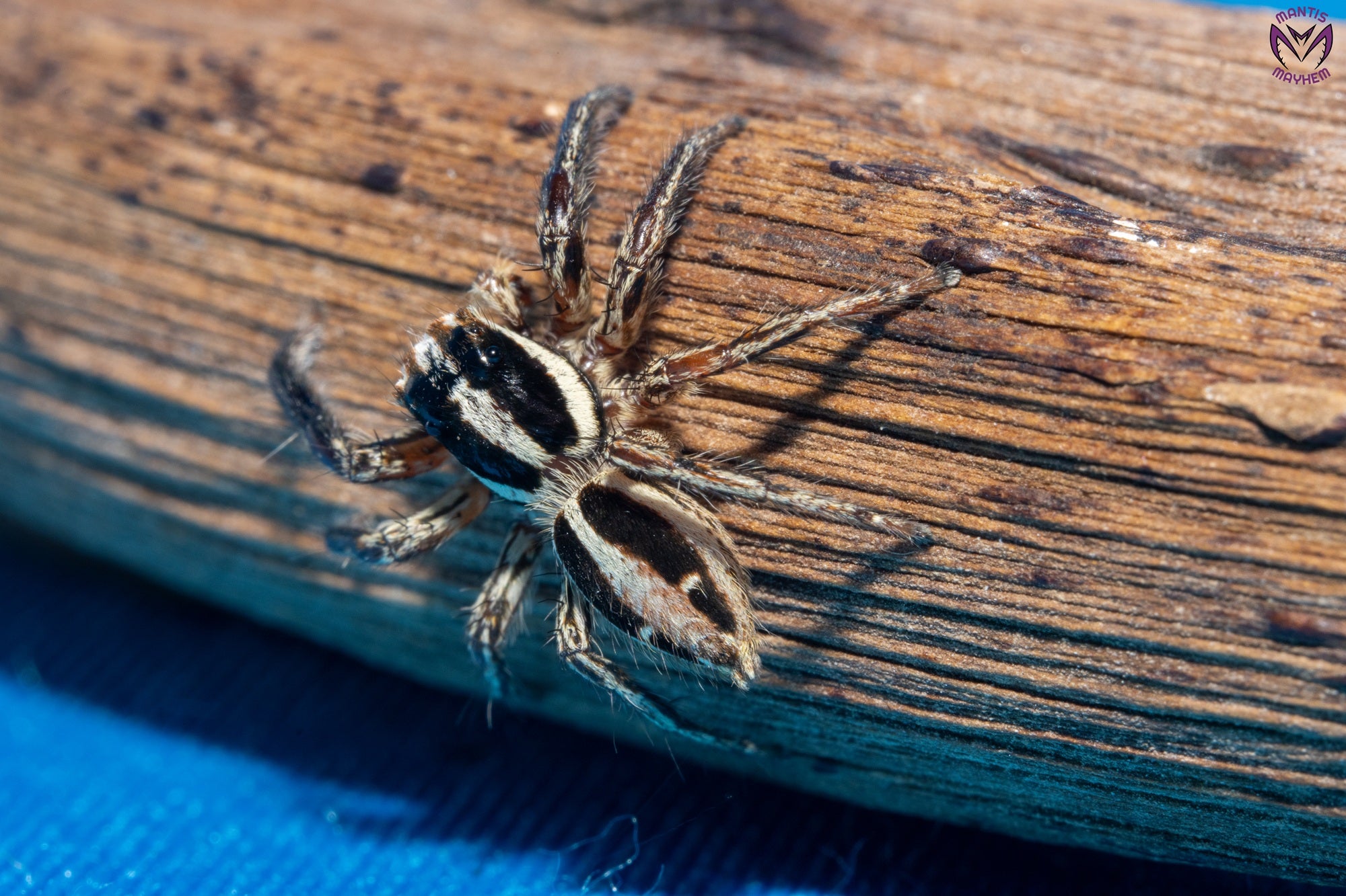 Plexippus paykulli - Pantropical jumping spider