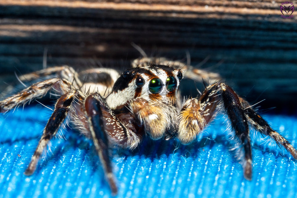 Plexippus paykulli - Pantropical jumping spider