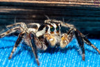 Plexippus paykulli - Pantropical jumping spider