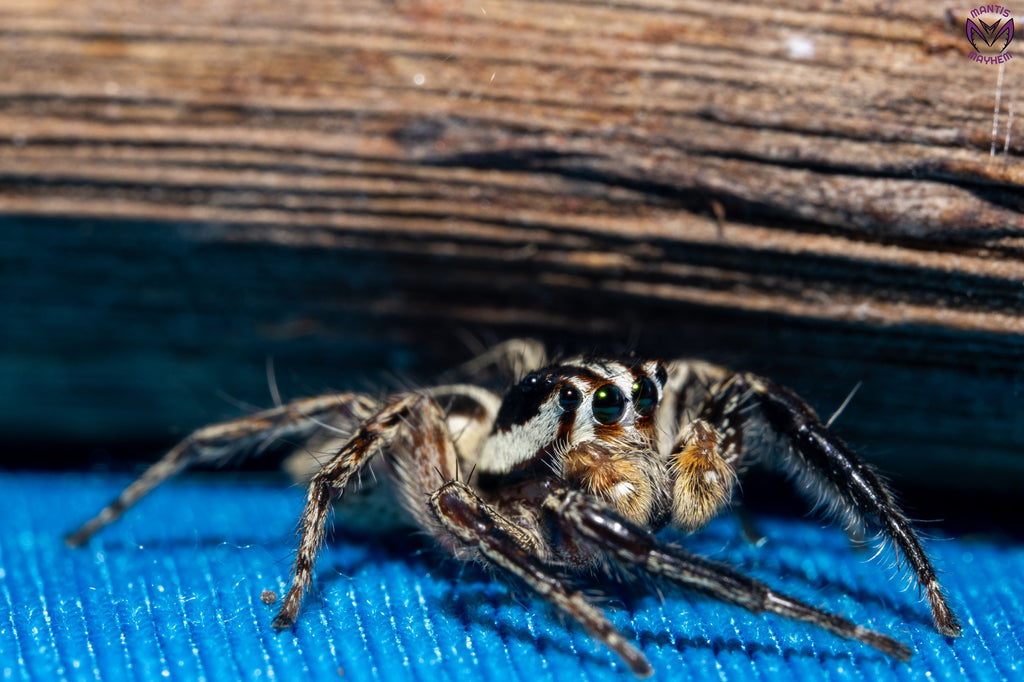 Plexippus paykulli - Pantropical jumping spider