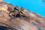 Plexippus paykulli - Pantropical jumping spider