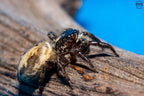 Plexippus paykulli - Pantropical jumping spider