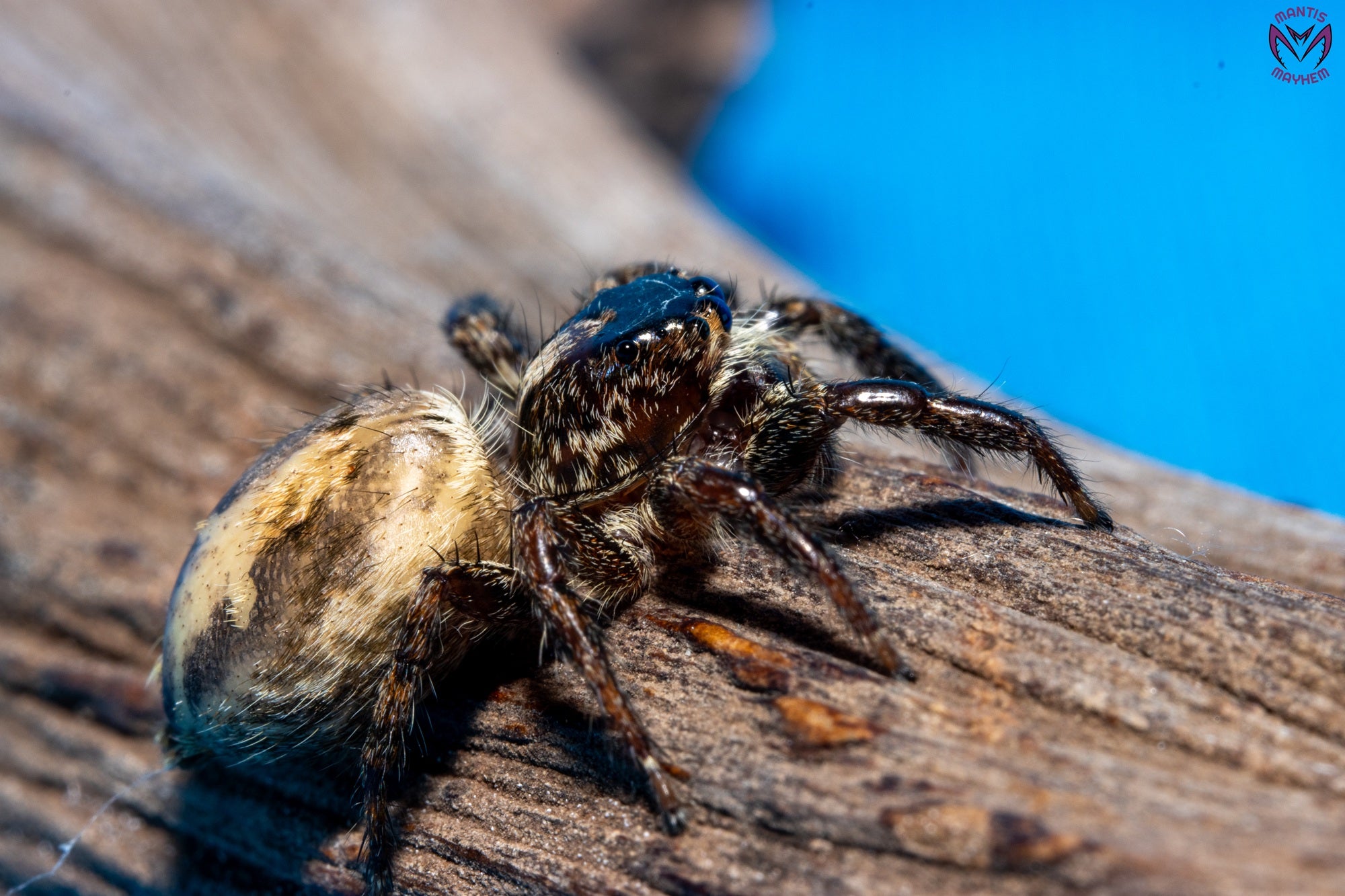 Plexippus paykulli - Pantropical jumping spider