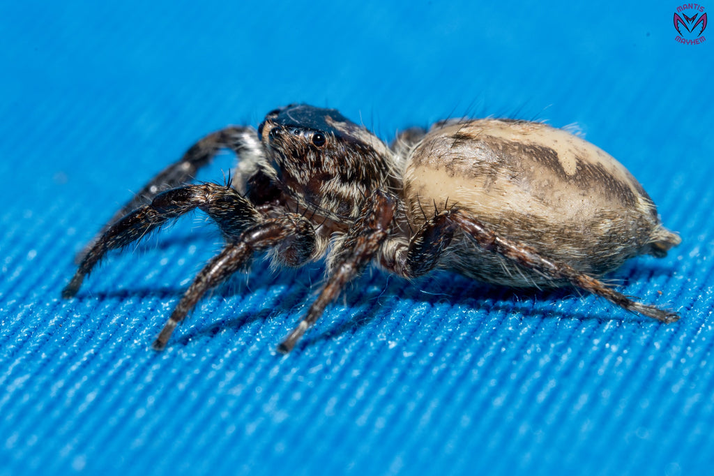 Plexippus paykulli - Pantropical jumping spider