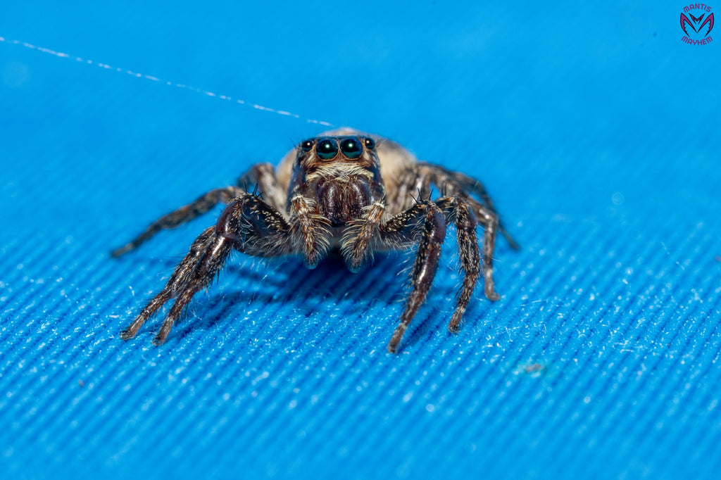 Plexippus paykulli - Pantropical jumping spider