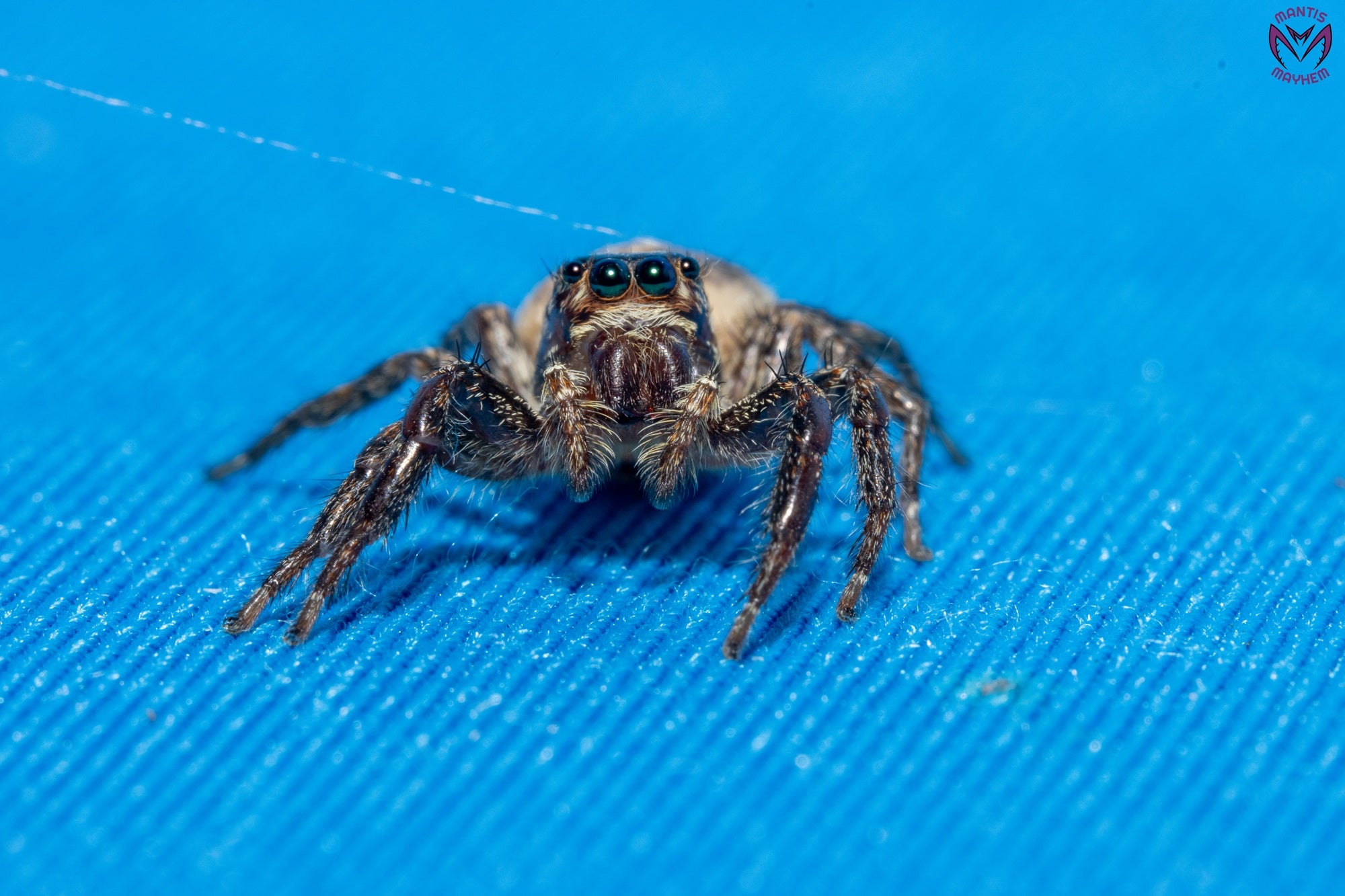 Plexippus paykulli - Pantropical jumping spider