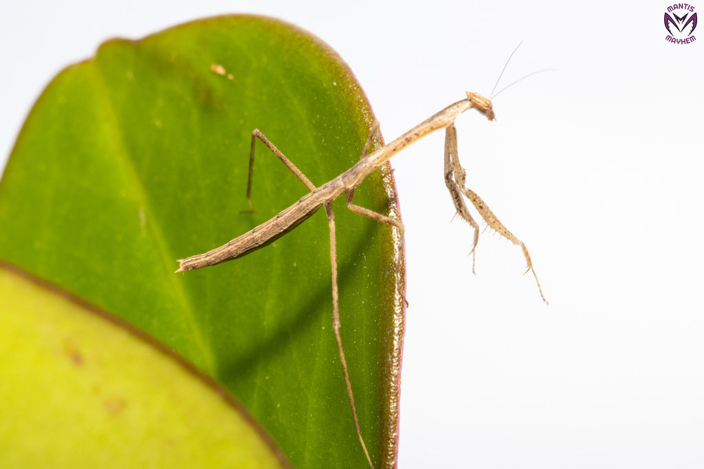Neodanuria bolauana - Giant African Twig mantis