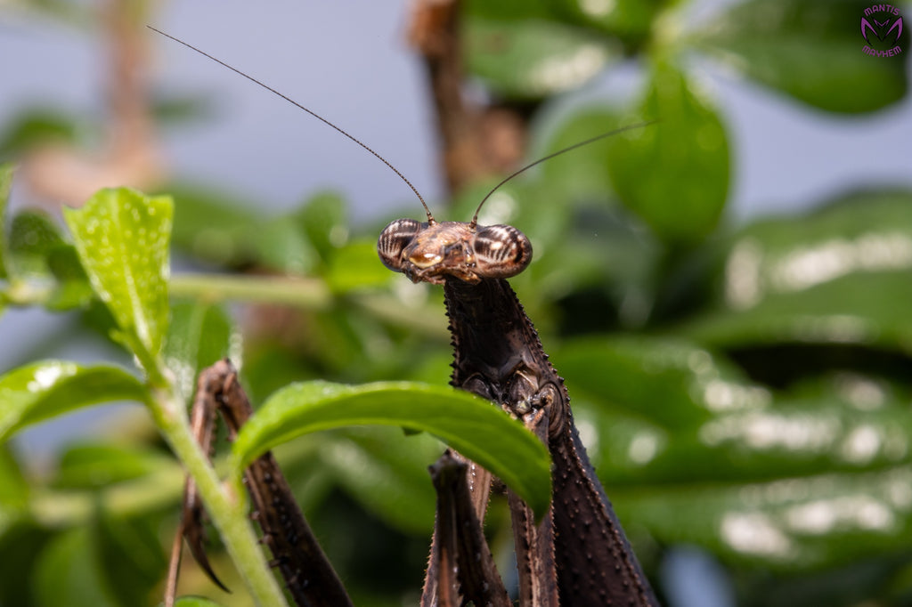 Neodanuria bolauana - Giant African Twig mantis
