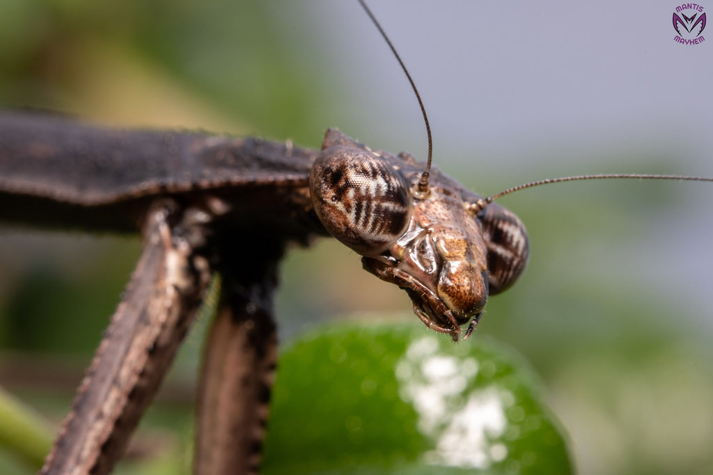 Neodanuria bolauana - Giant African Twig mantis