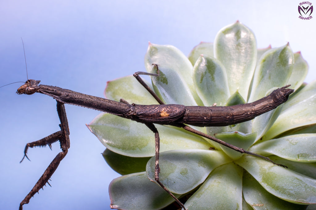 Neodanuria bolauana - Giant African Twig mantis