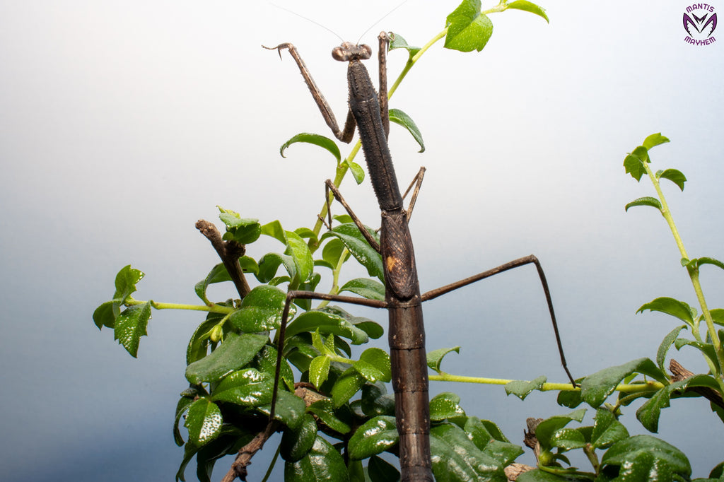 Neodanuria bolauana - Giant African Twig mantis
