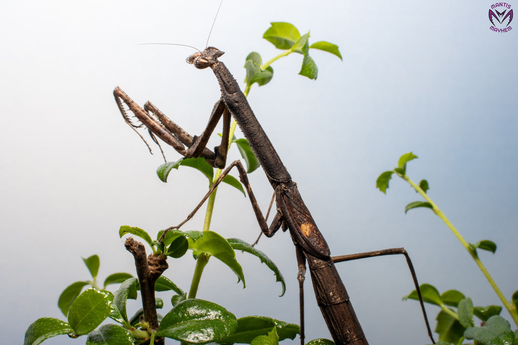 Neodanuria bolauana - Giant African Twig mantis