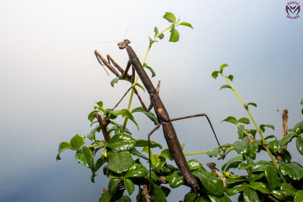 Neodanuria bolauana - Giant African Twig mantis