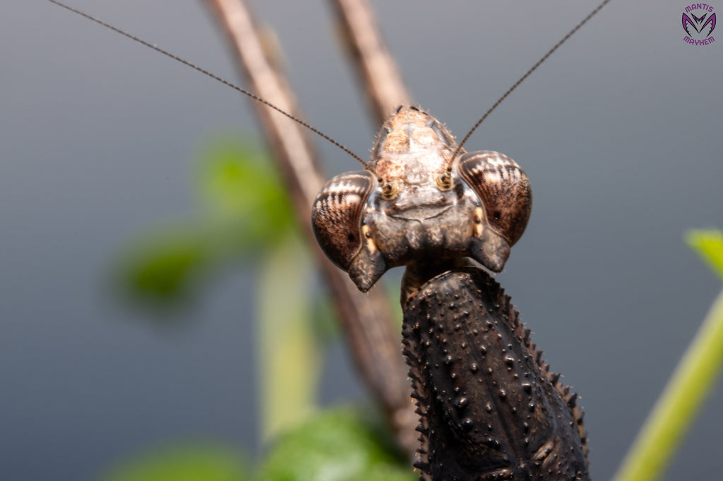 Neodanuria bolauana - Giant African Twig mantis