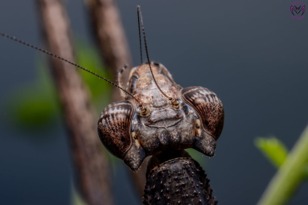 Neodanuria bolauana - Giant African Twig mantis