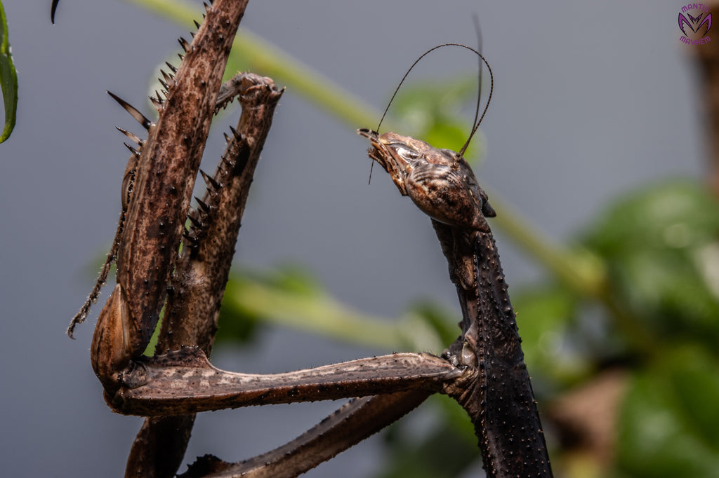 Neodanuria bolauana - Giant African Twig mantis