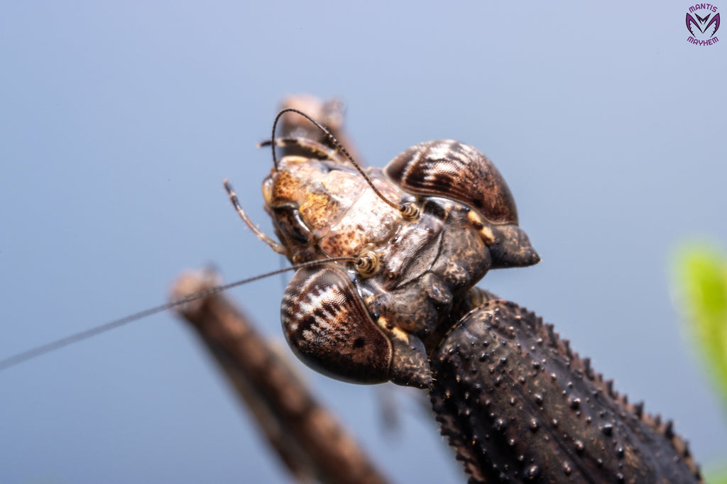 Neodanuria bolauana - Giant African Twig mantis