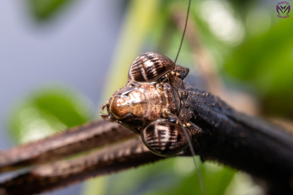 Neodanuria bolauana - Giant African Twig mantis