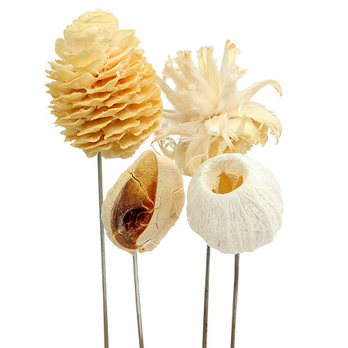 Mini Natural Dried Assortment 10-13cm