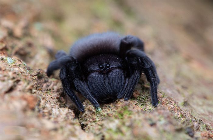 Gandanameno echinata - Velvet Spider