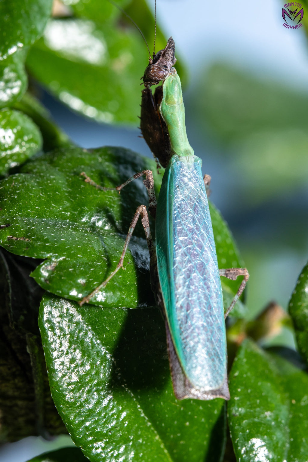 Anasigerpes bifasciata