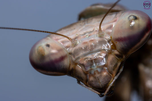 Phasmomantis sumichrasti  - Giant Mexican mantis