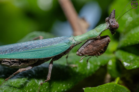 Anasigerpes bifasciata